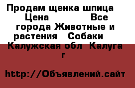 Продам щенка шпица.  › Цена ­ 15 000 - Все города Животные и растения » Собаки   . Калужская обл.,Калуга г.